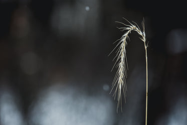 winter wheat close up