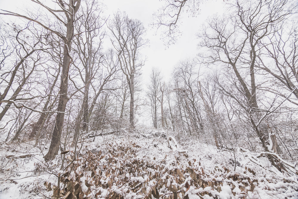 winter woods in the afternoon