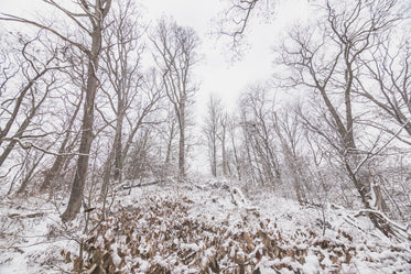 winter woods in the afternoon