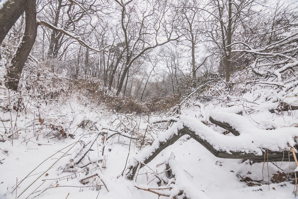 winter woods scene