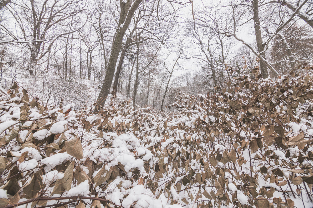 winter woods with wild grass