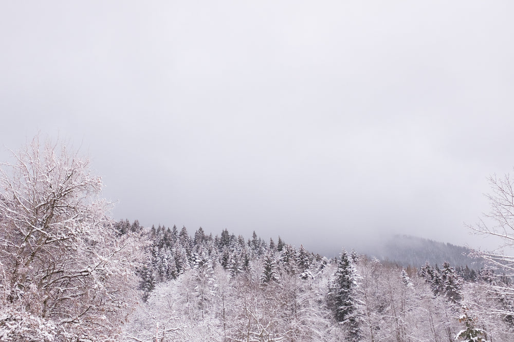 wintry alpine trees