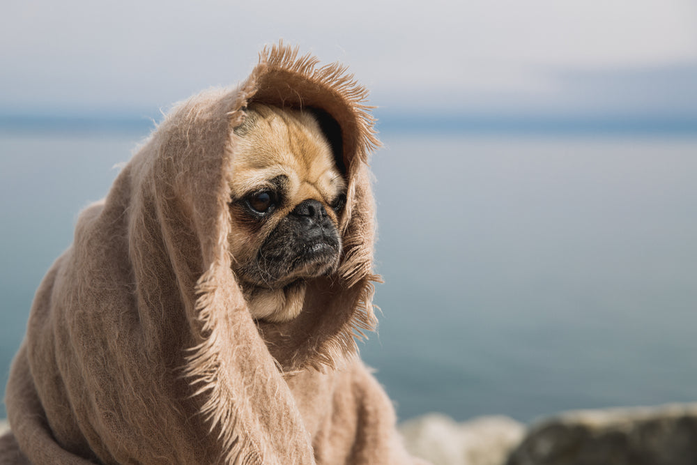 wise pug thinking about the world