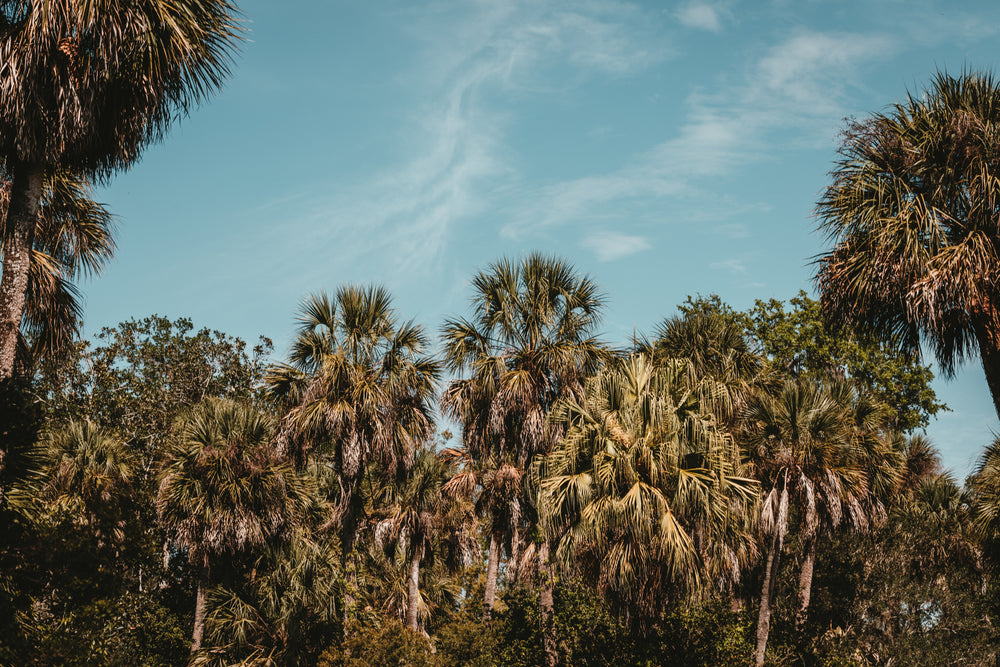 wisps of cloud spiral in blue sky above florida palm grove