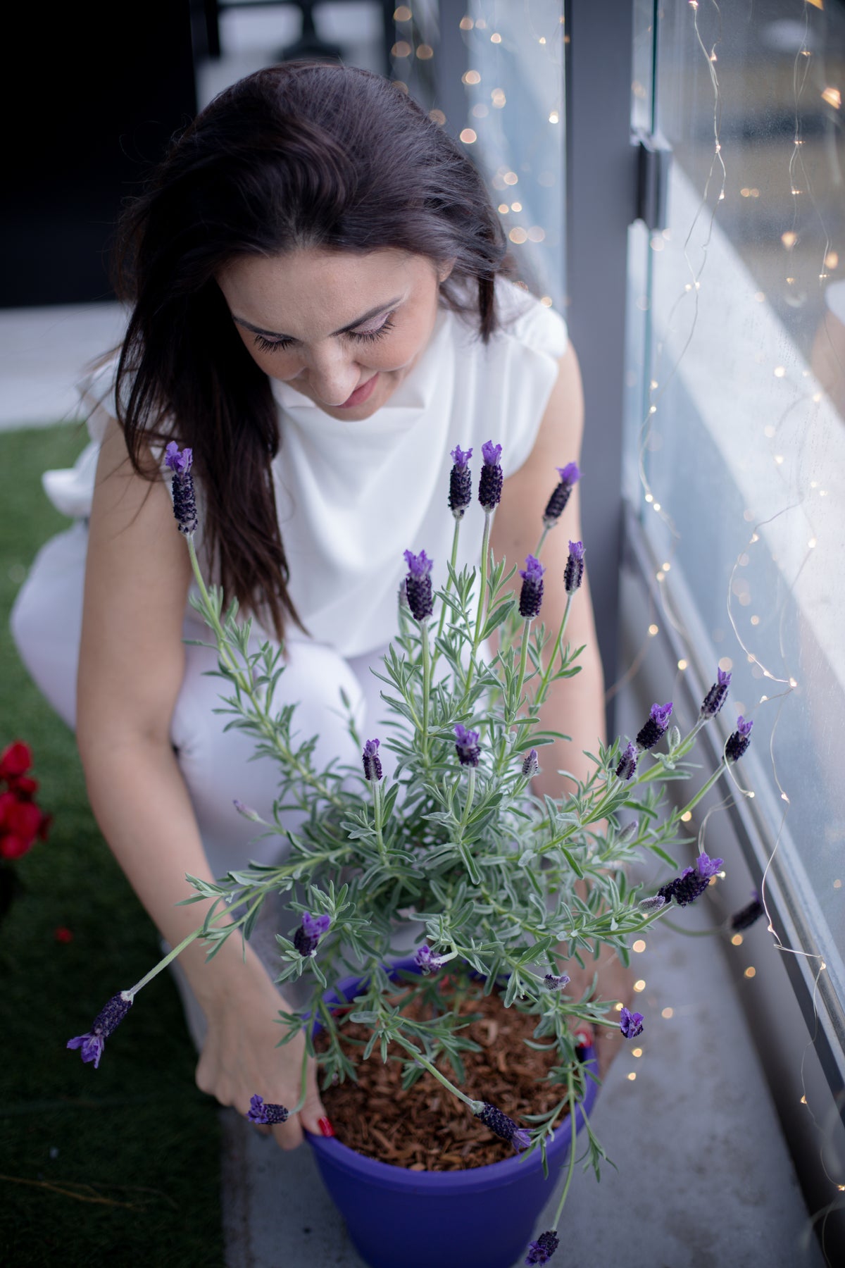 woman adjusts a purple pot of lavender