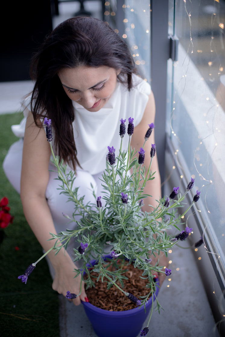 woman-adjusts-a-purple-pot-of-lavender.j