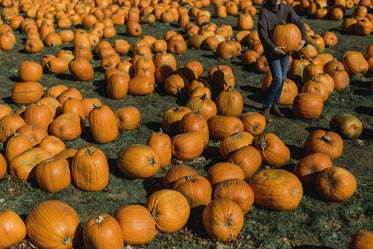 woman carrying pumpkin in patch