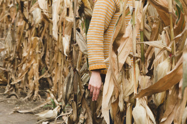 woman hiding in cornfield