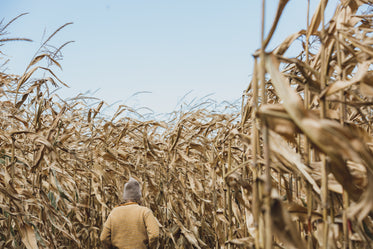 woman hiking through fall harvest field