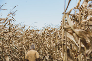 woman hiking through fall harvest field