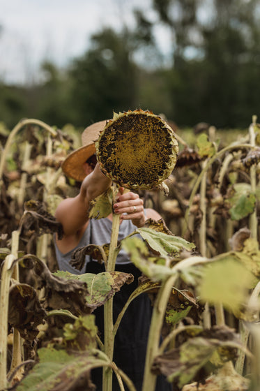 woman holding up a dry sunflower
