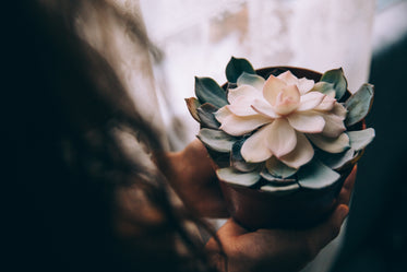 woman holds potted flower in her hands