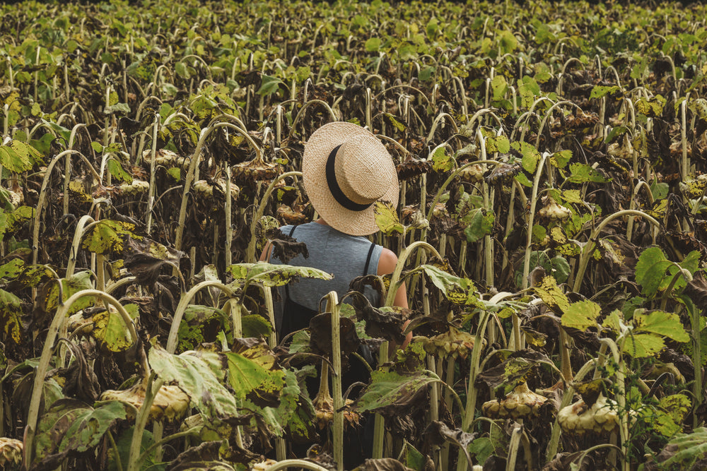 woman in straw hat standing in sunflower field