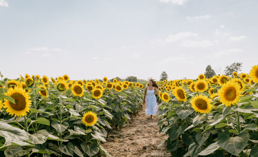 woman in white sundress runs between sunflowers