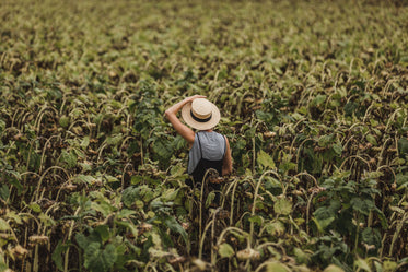 woman lost in a sunflower field