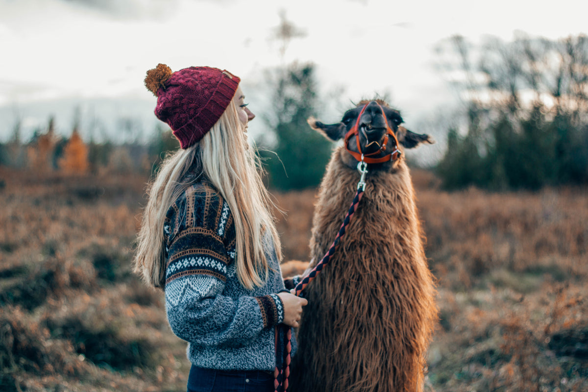 woman pets shaggy llama