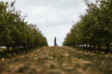 woman stands at the edge of an orchard