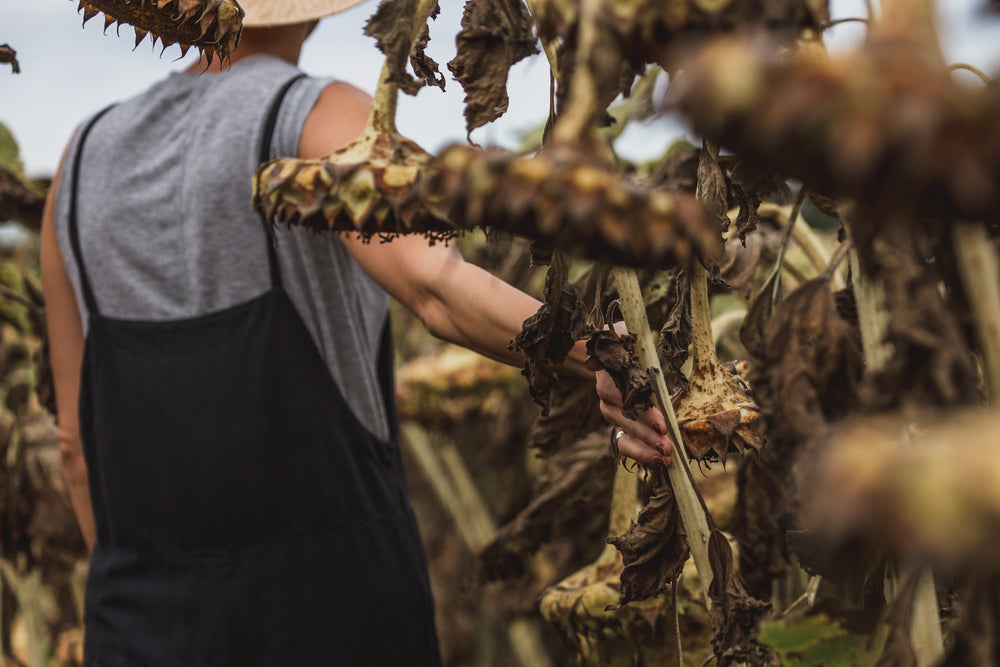 woman walking through sunflower field with hand on stem