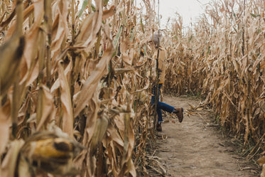 woman walks through cornfield