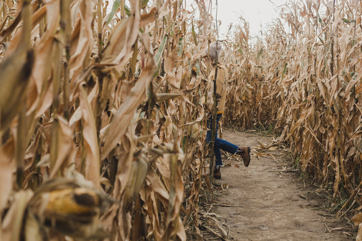 woman-walks-through-cornfield.jpg?width=746&format=pjpg&exif=0&iptc=0