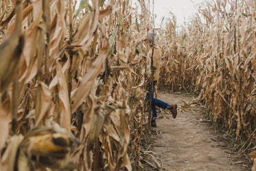 woman walks through cornfield