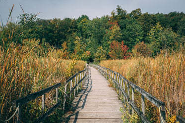 wooden board walk through reeds