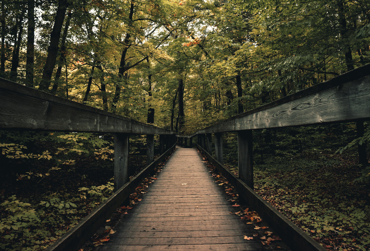 wooden boardwalk nature path