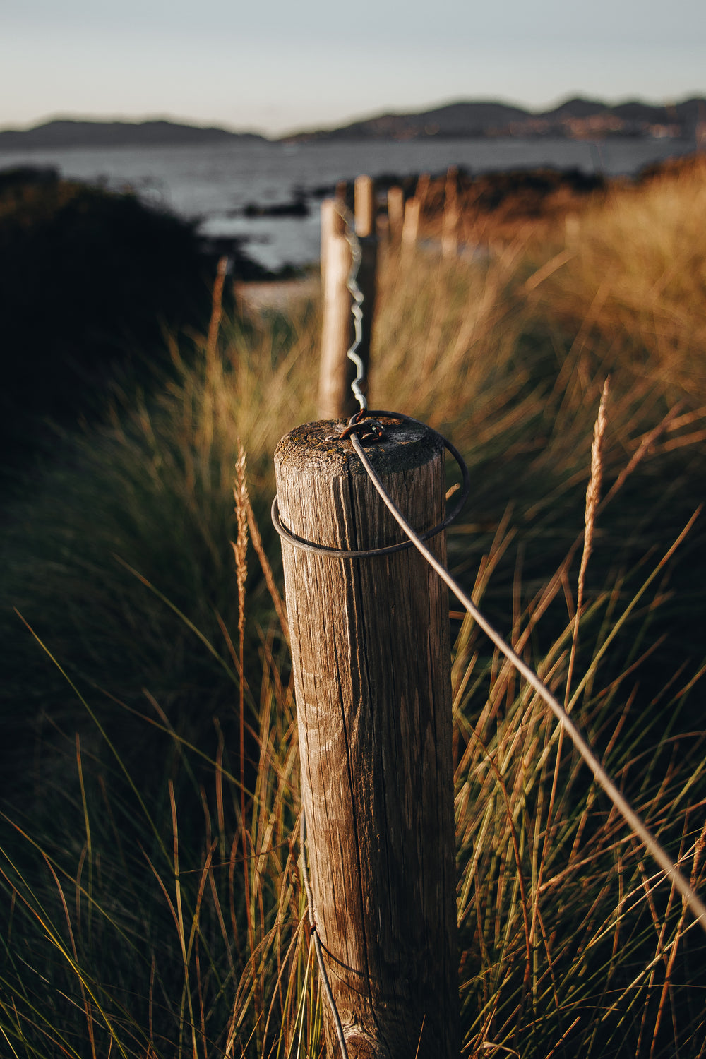 wooden fence post surrounded with tall wild grass