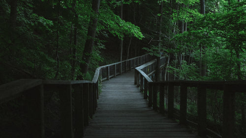 wooden path in dark forest