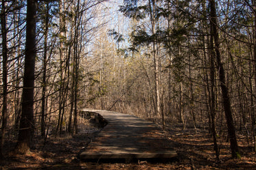 wooden path in forest