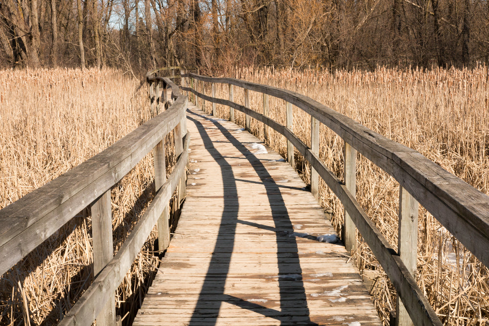 wooden path through field