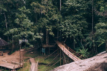 wooden trails through the forest