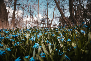 woodland bluebells in the sunset