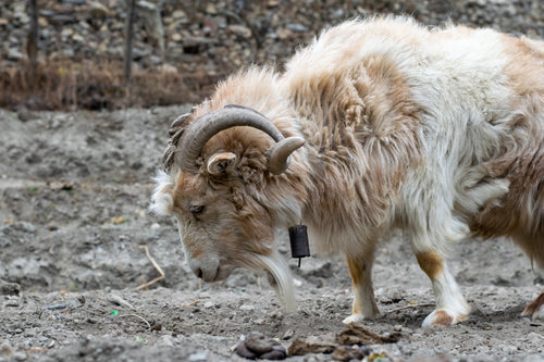 woolly goat with bell