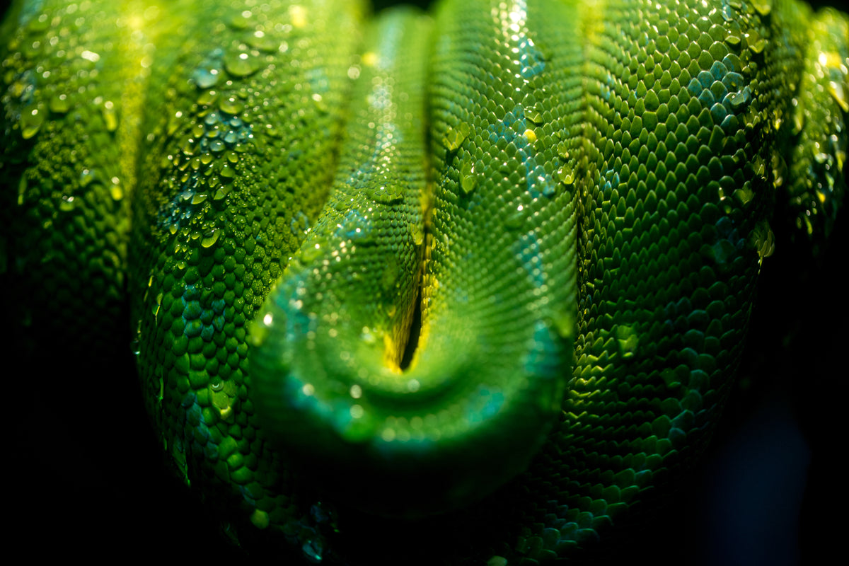 wrapped up green snake