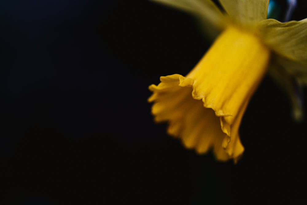 yallow daffodil on near dark background