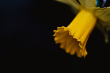 yallow daffodil on near dark background