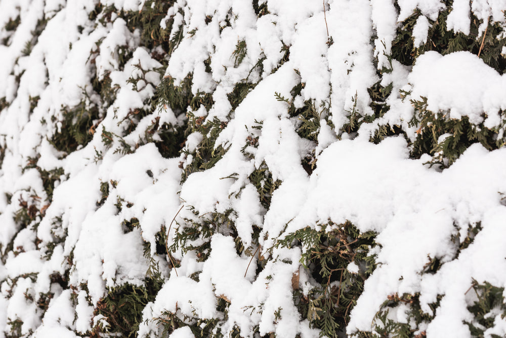 yard hedges with snow