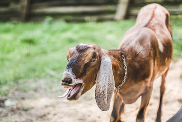 yelling goat