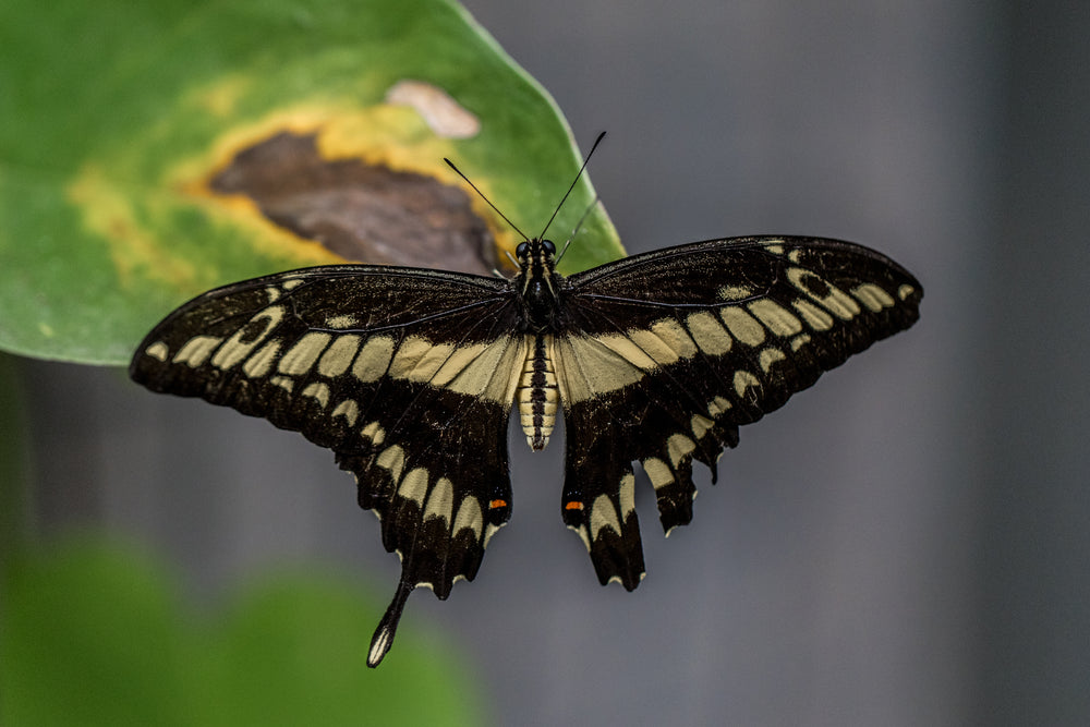 yellow and black butterfly hanging from green leaf
