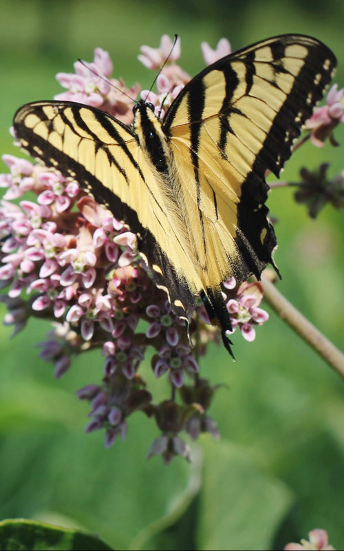 yellow and black butterfly on a purple plant