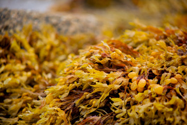 yellow and brown seaweed