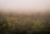 yellow and brown tree tops shrouded in fog
