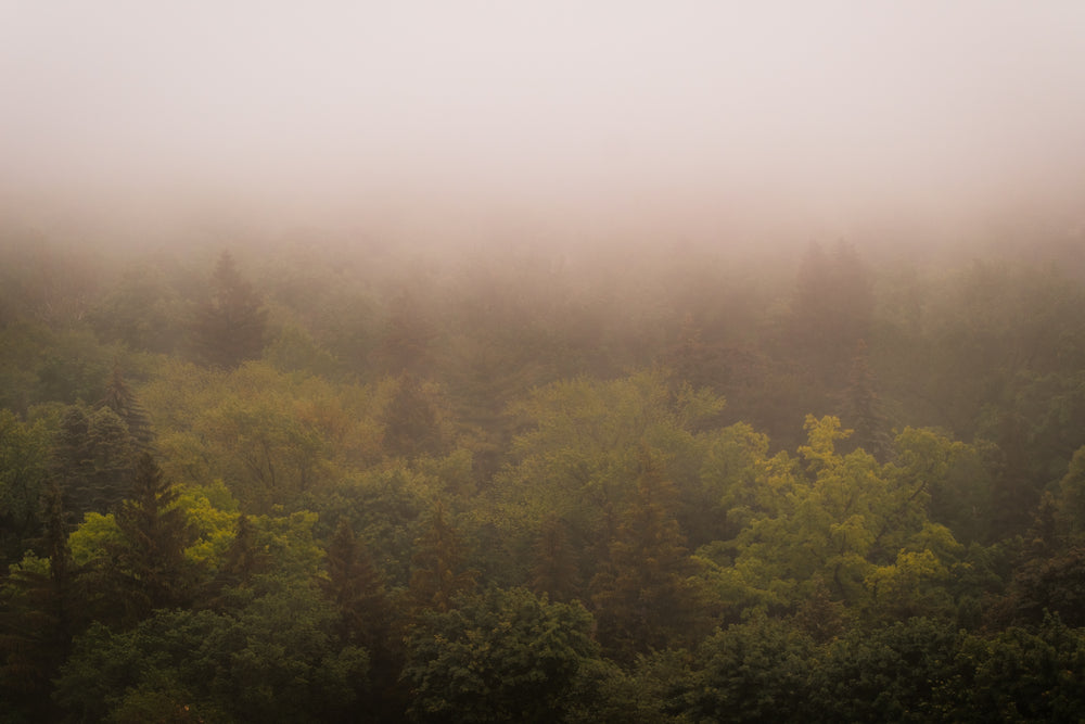 yellow and brown tree tops shrouded in fog