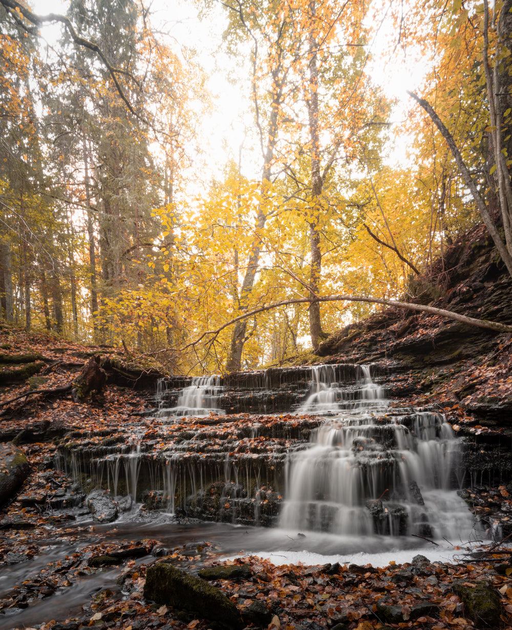 yellow autumn trees and a trickling waterfall