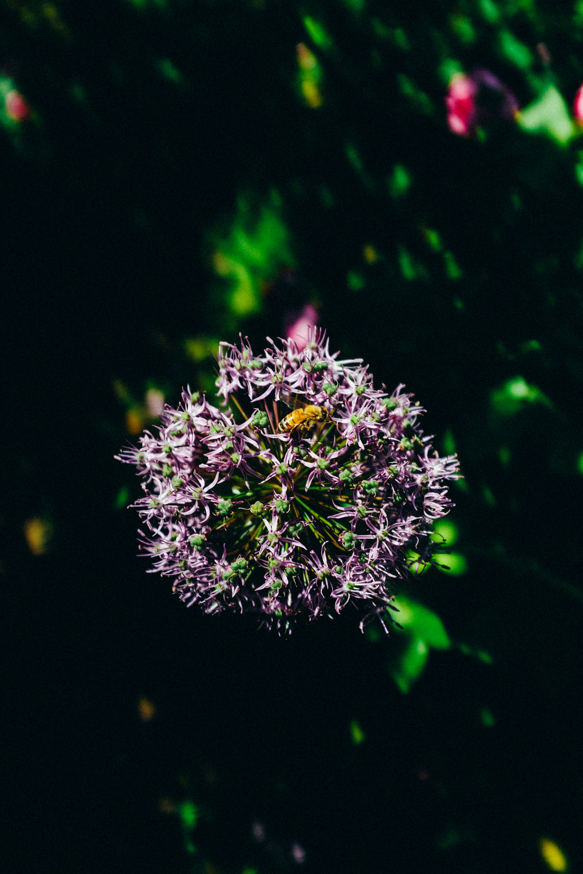 yellow bee on a purple allium