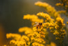 yellow bee on yellow flower