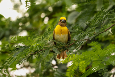 yellow bird sits in a green leafy tree and looks at camera