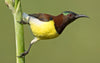 yellow-breasted sunbird on green stalk