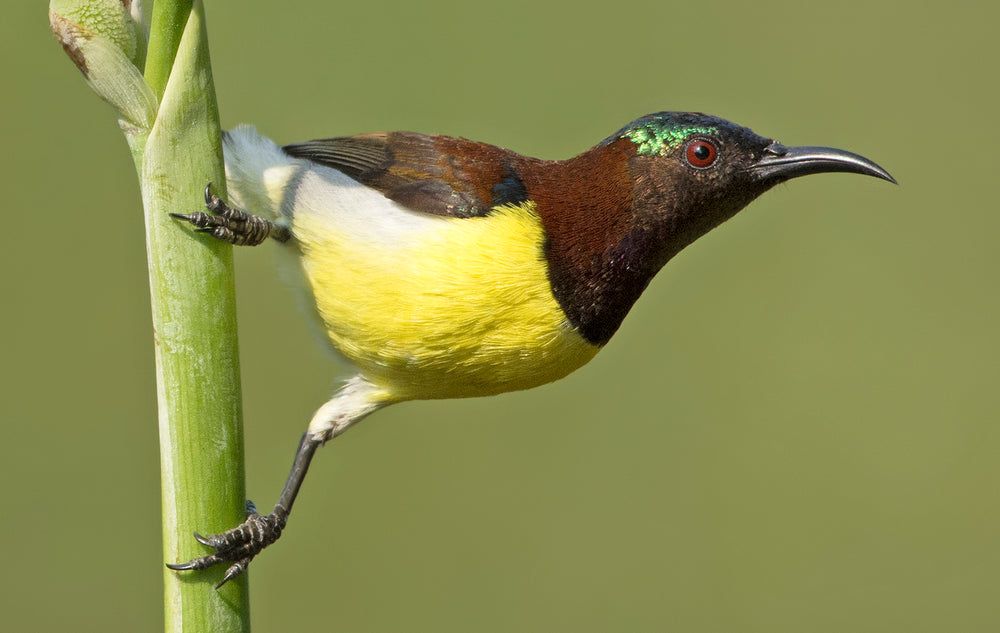 yellow-breasted sunbird on green stalk